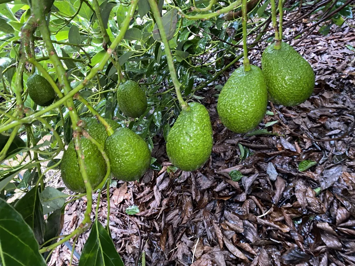 Avocados photo 1
