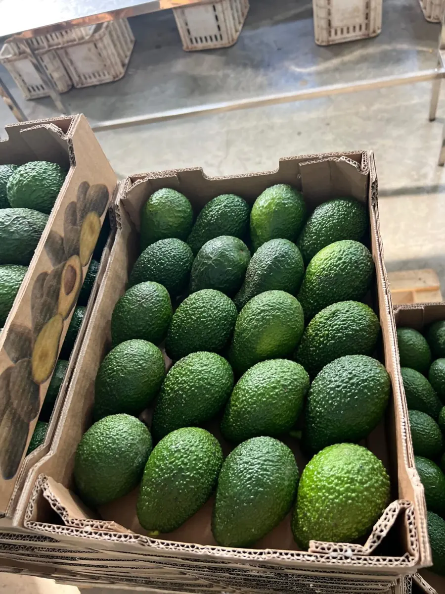 Avocados photo 2