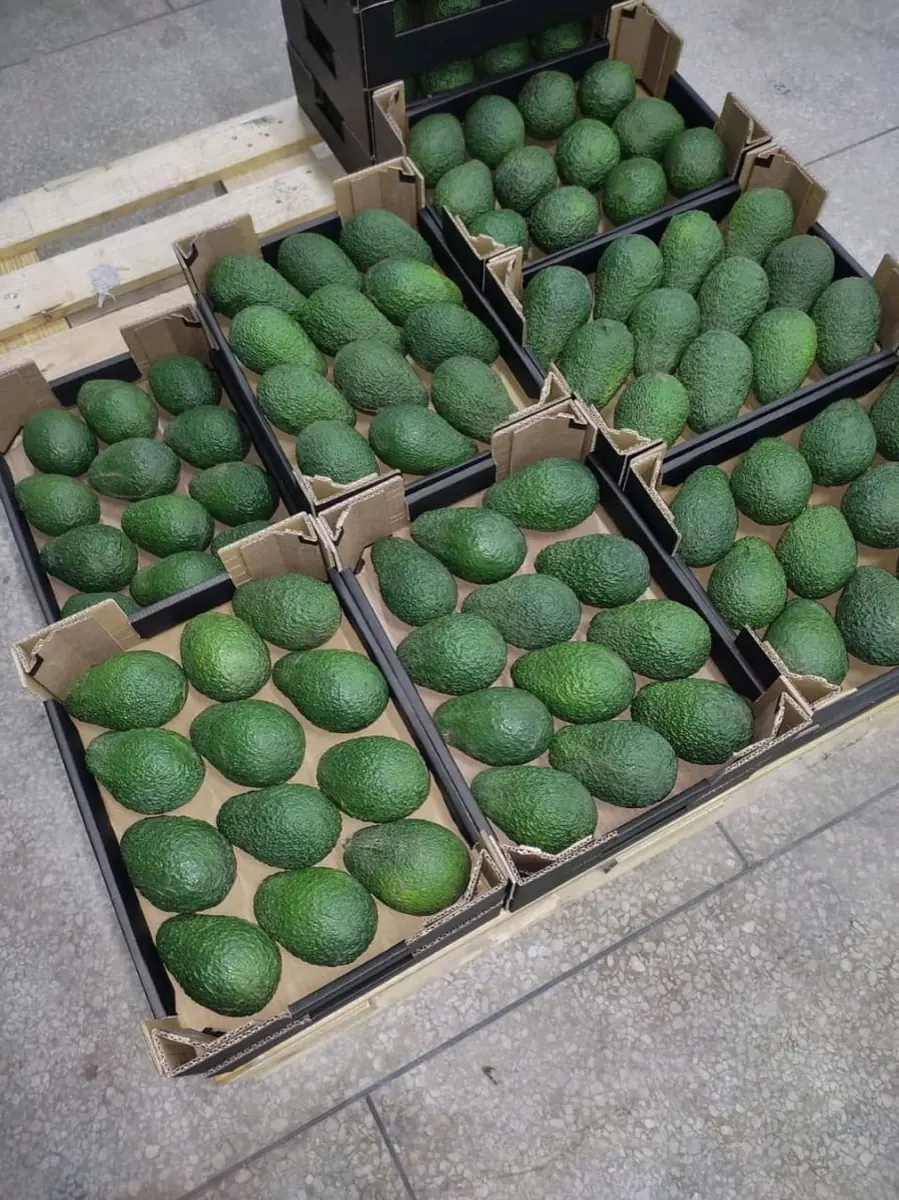 Avocados photo 3