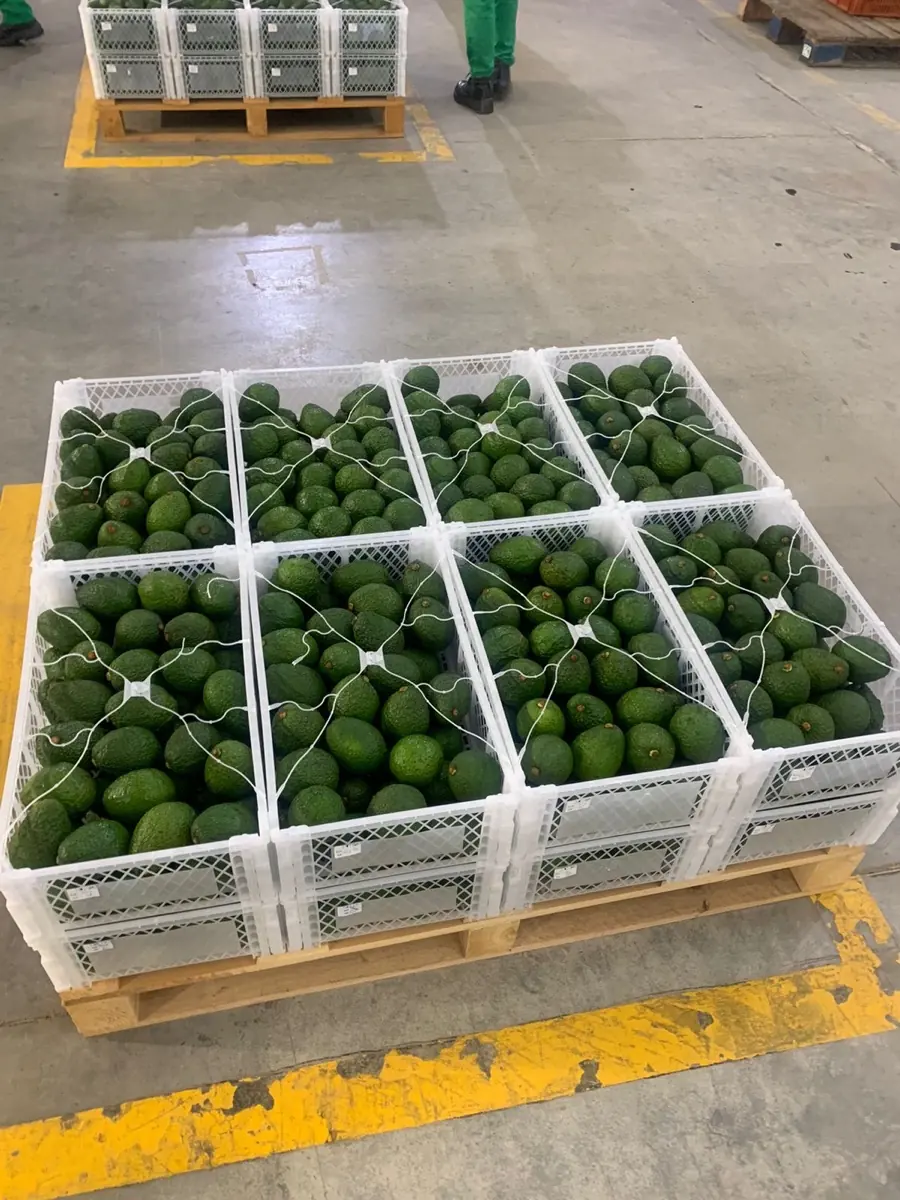 Avocados photo 4