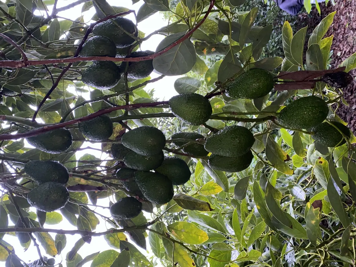 Avocados photo 5