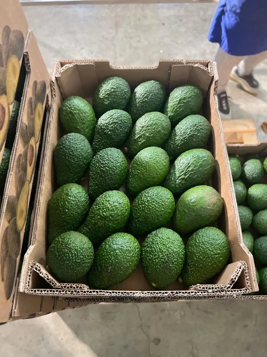 Avocados photo 6