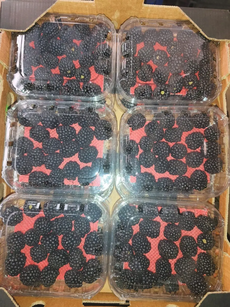 Blackberries photo 2
