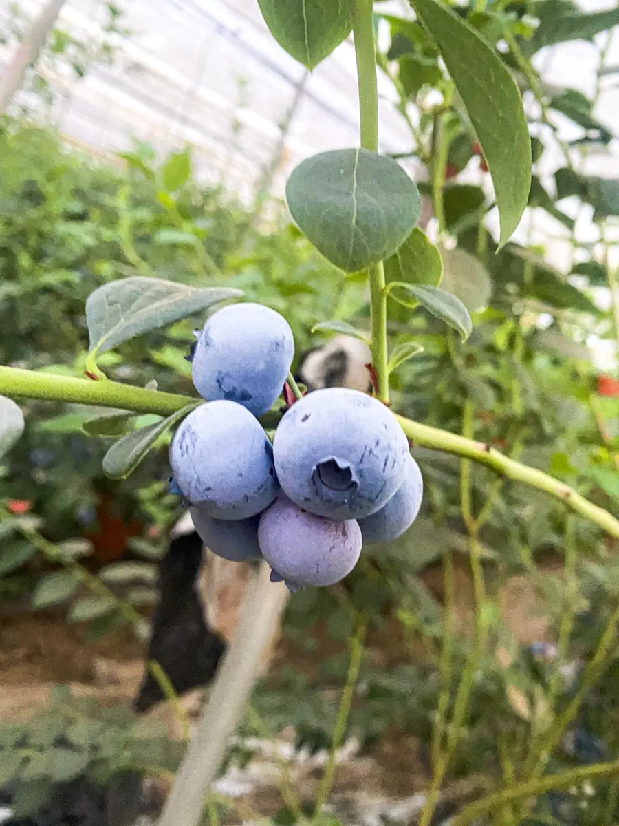 Blueberries photo 1