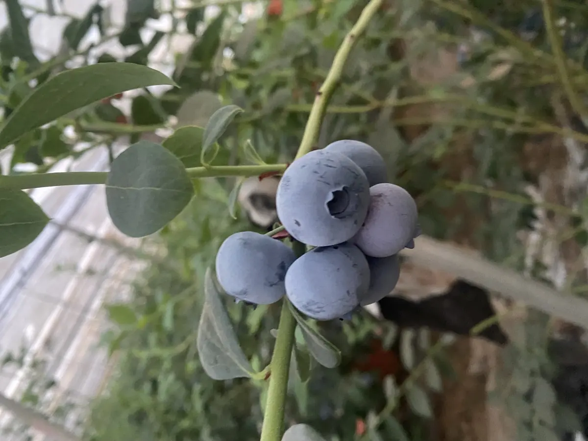 Blueberries photo 2