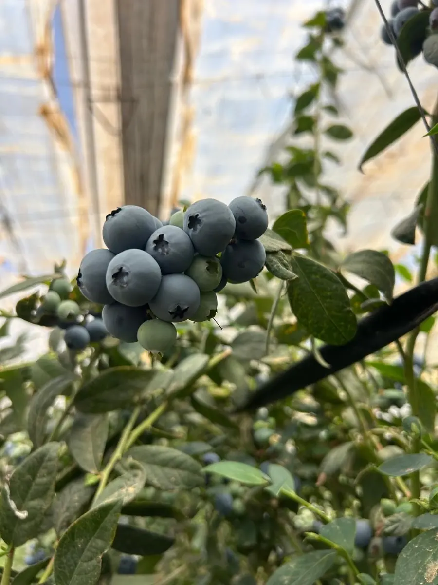Blueberries photo 3