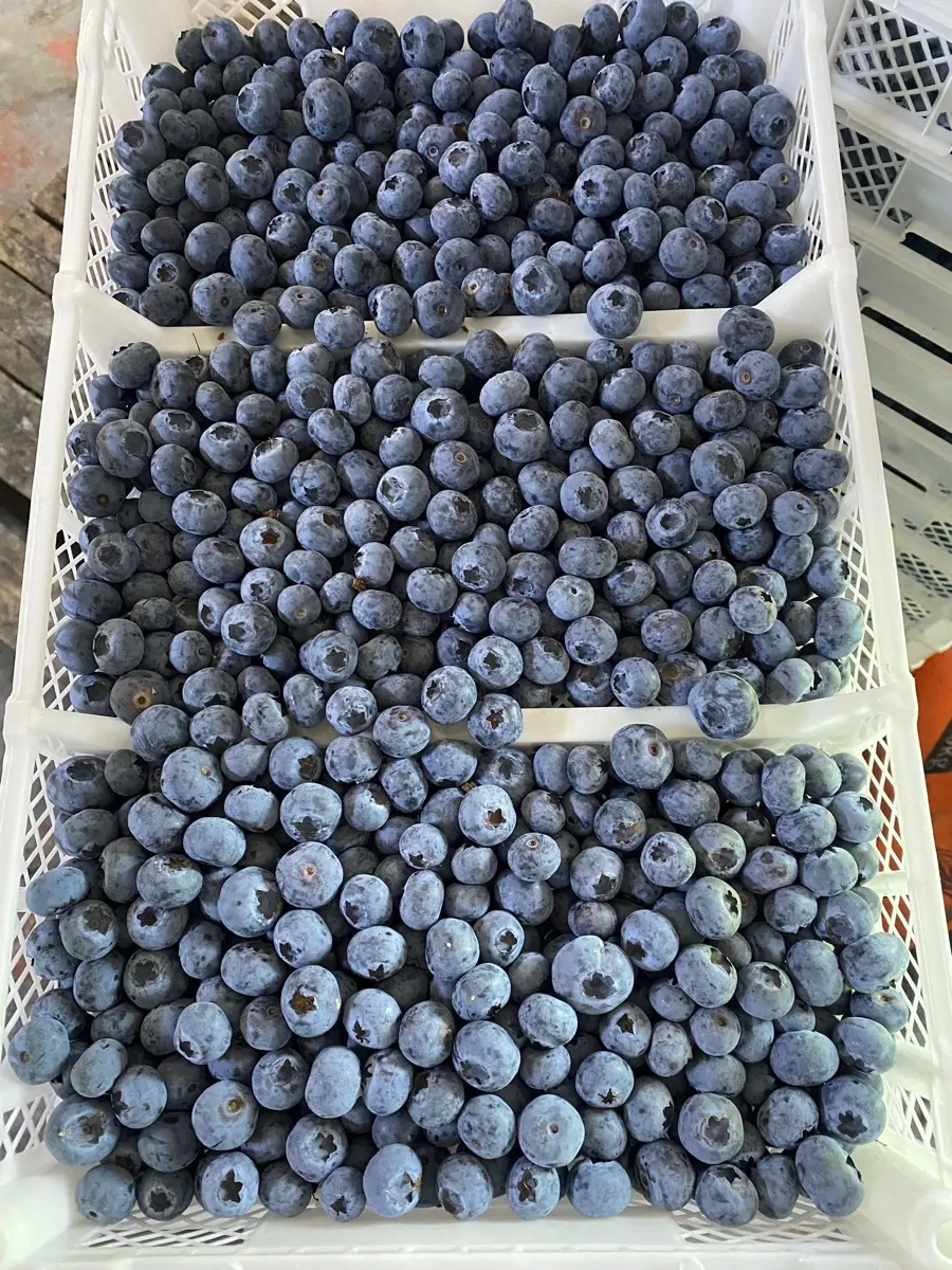 Blueberries photo 4