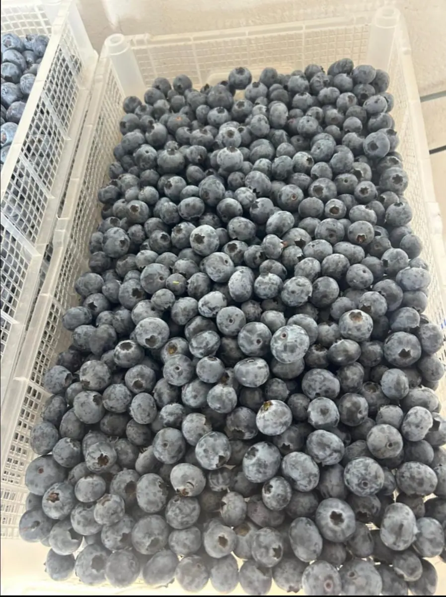 Blueberries photo 5