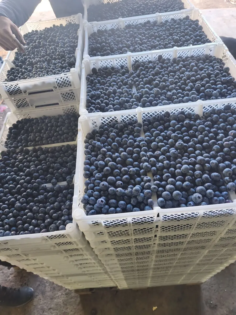 Blueberries photo 6