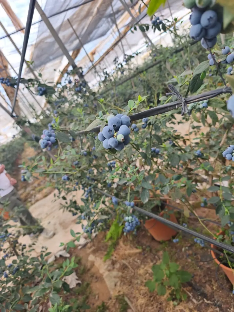 Blueberries photo 7