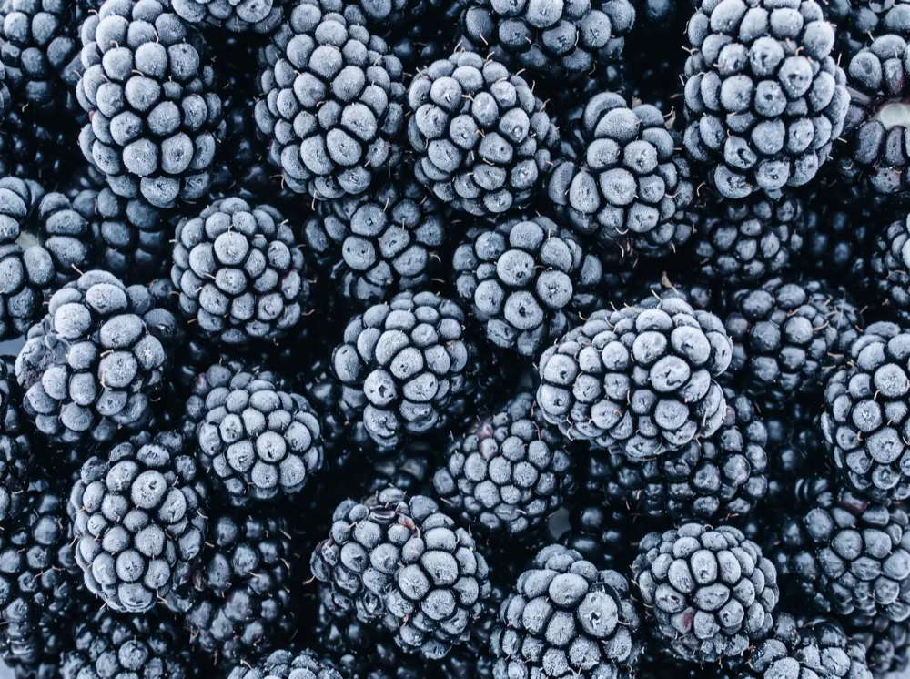 Fresh blackberries used as a placeholder for the frozen blackberries line