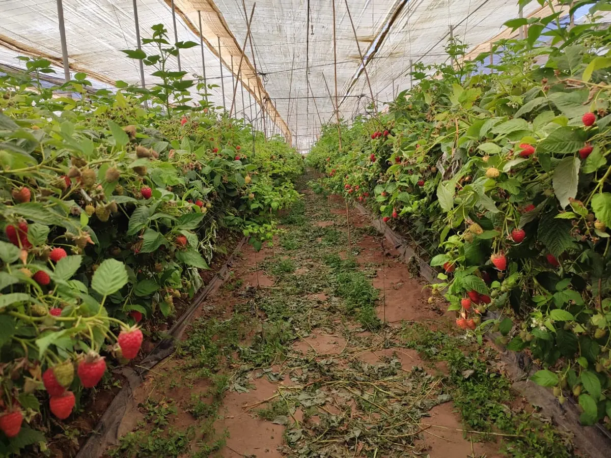 Raspberries photo 1