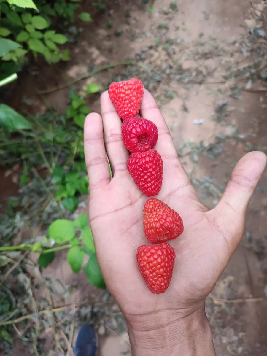 Raspberries photo 2