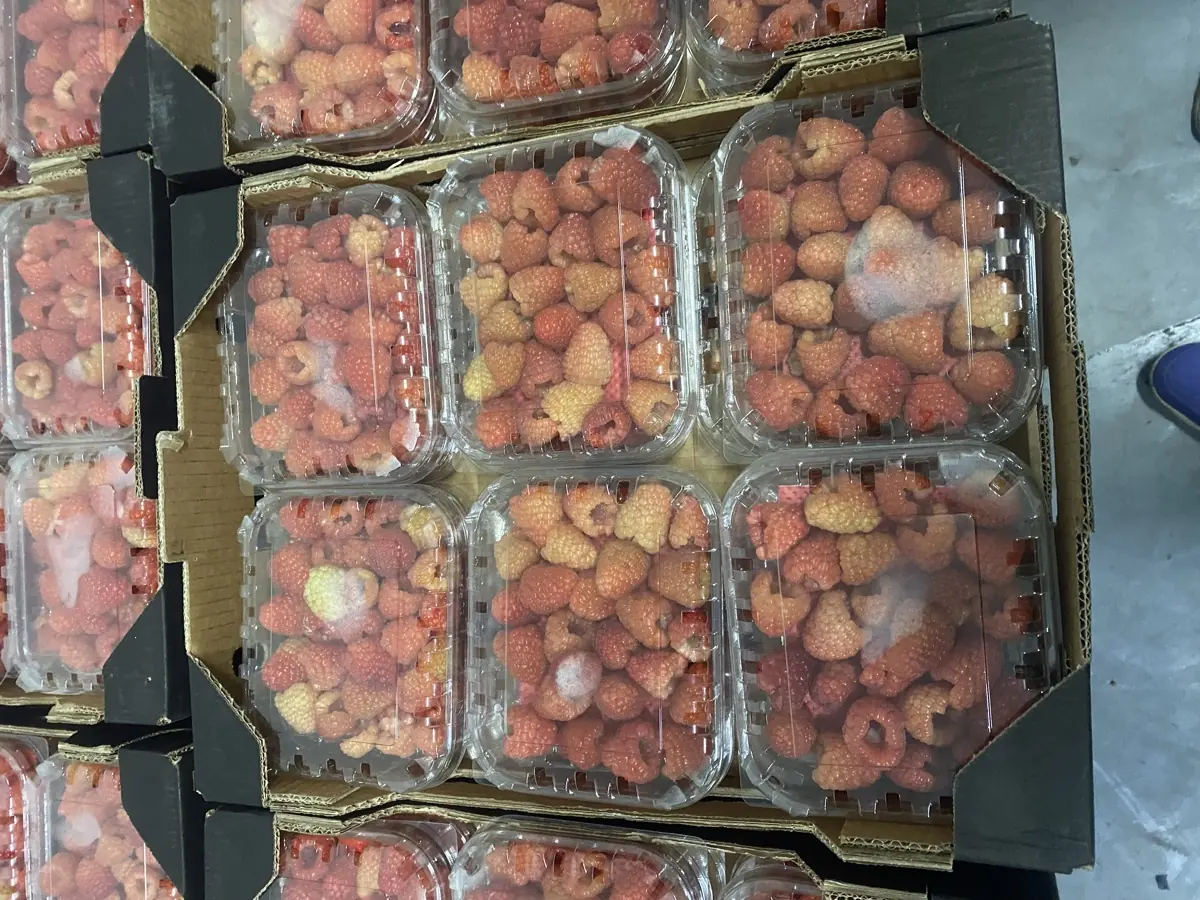 Raspberries photo 4