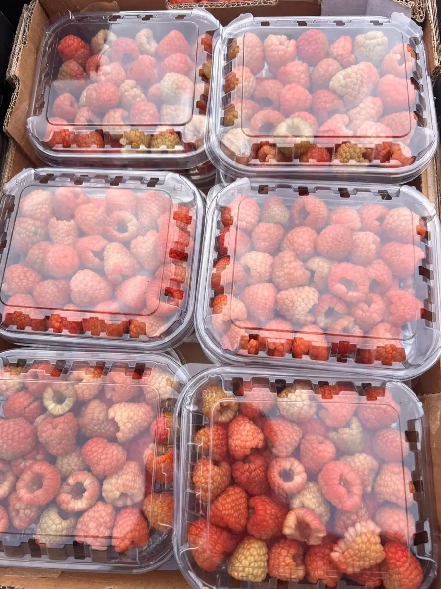 Raspberries photo 5