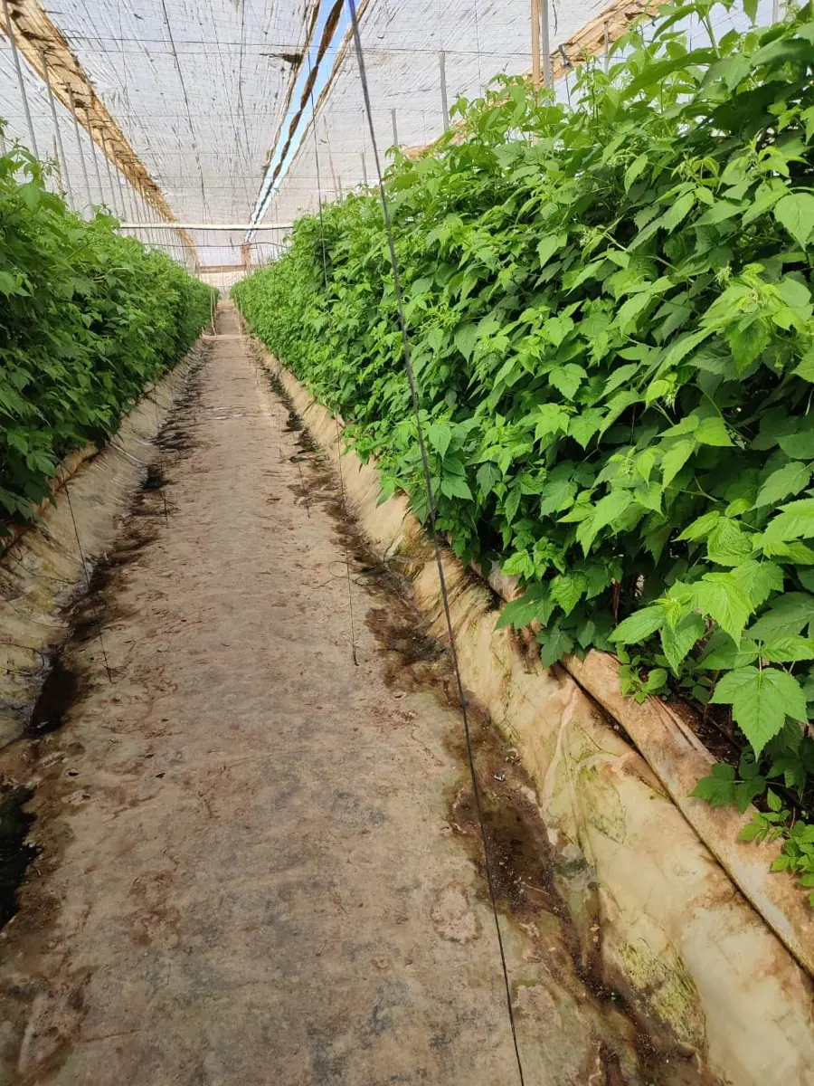 Raspberries photo 7