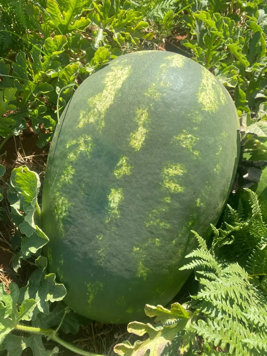 Watermelon photo 2