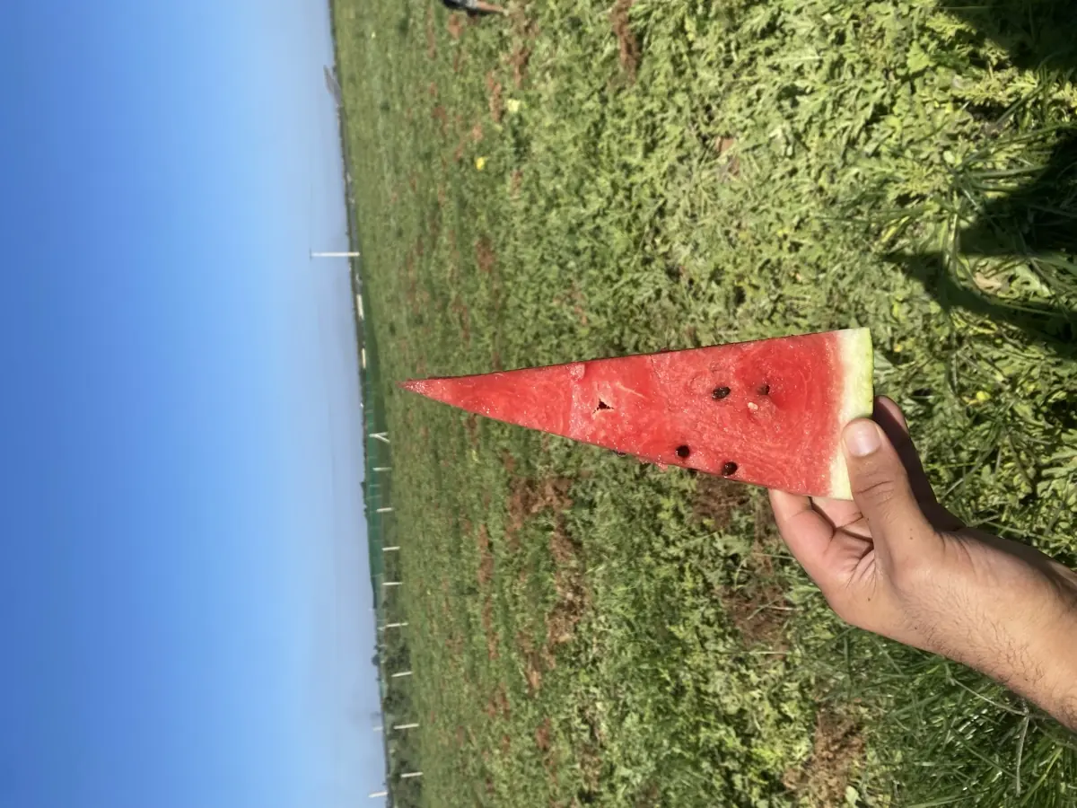 Watermelon photo 3