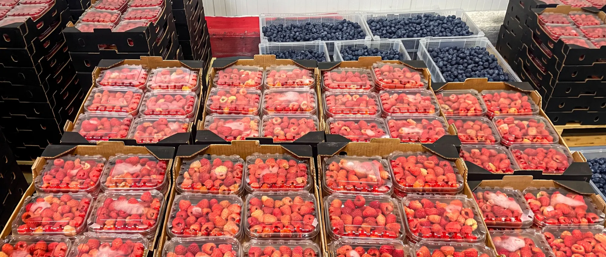 Punnets of fresh berries at the packing station