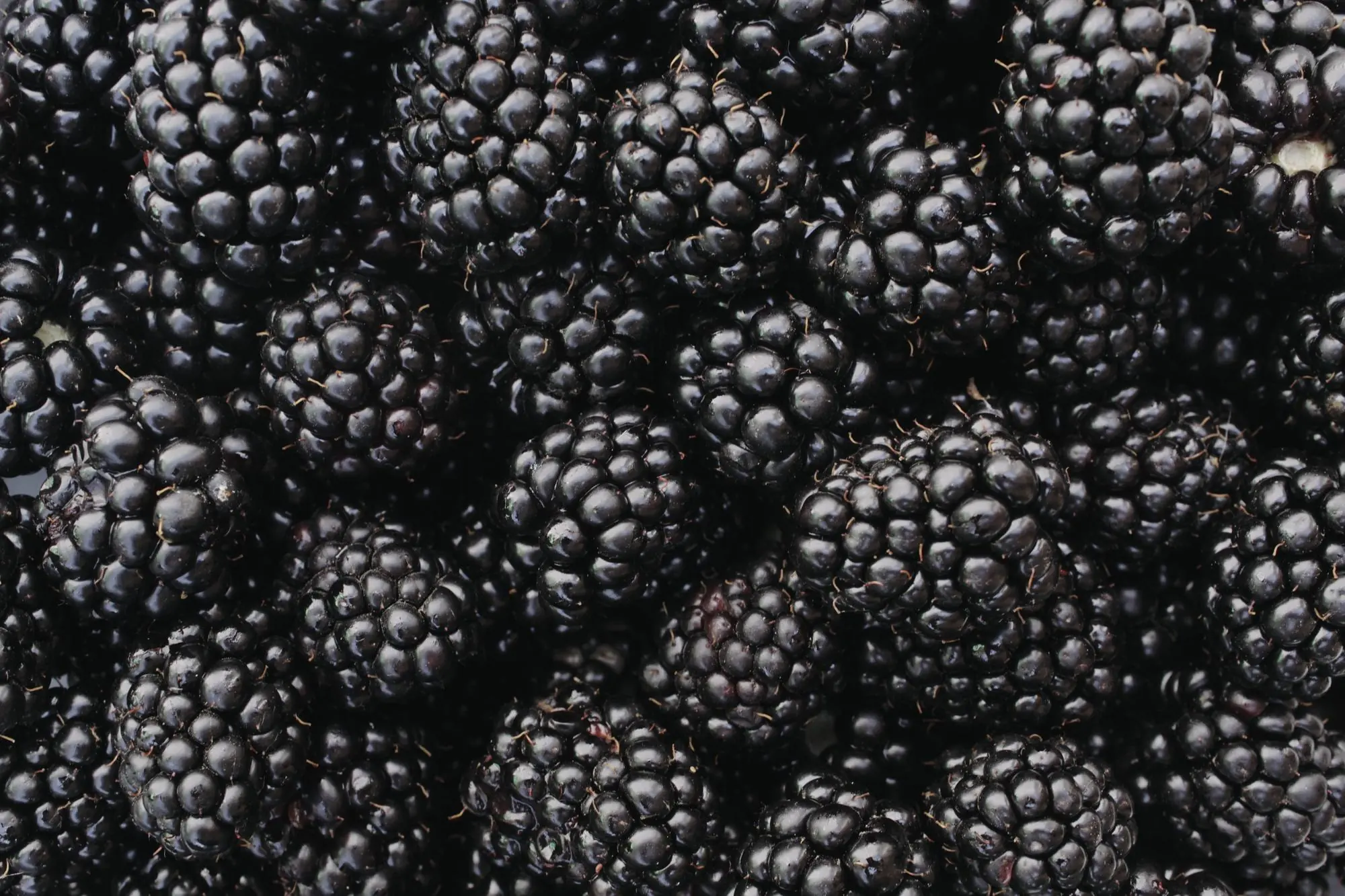 Fresh Moroccan blackberries
