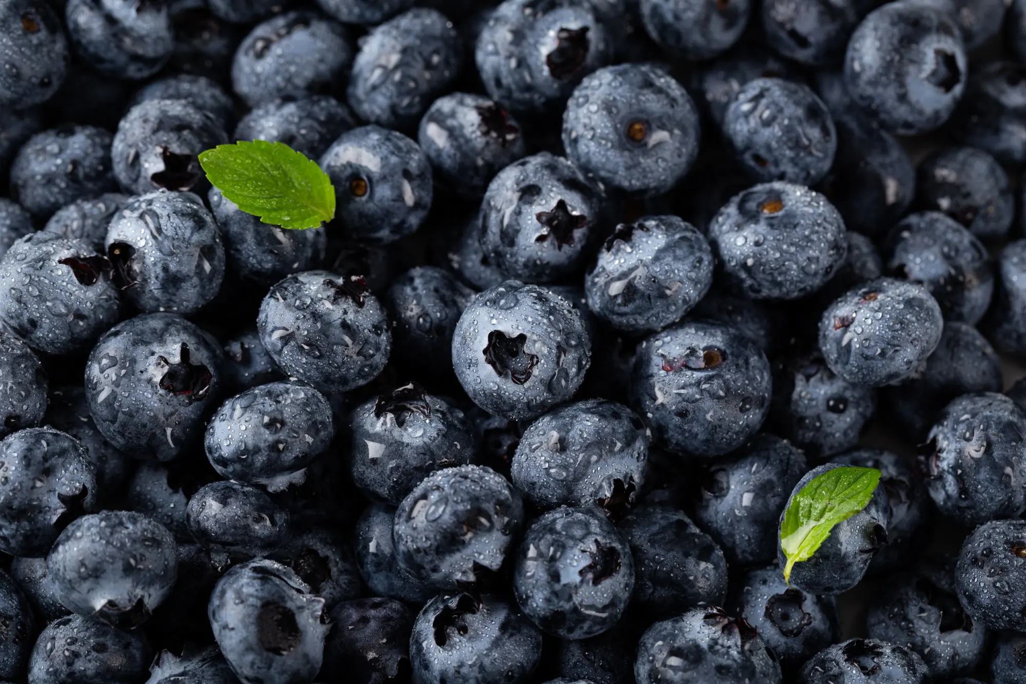 Fresh Moroccan blueberries