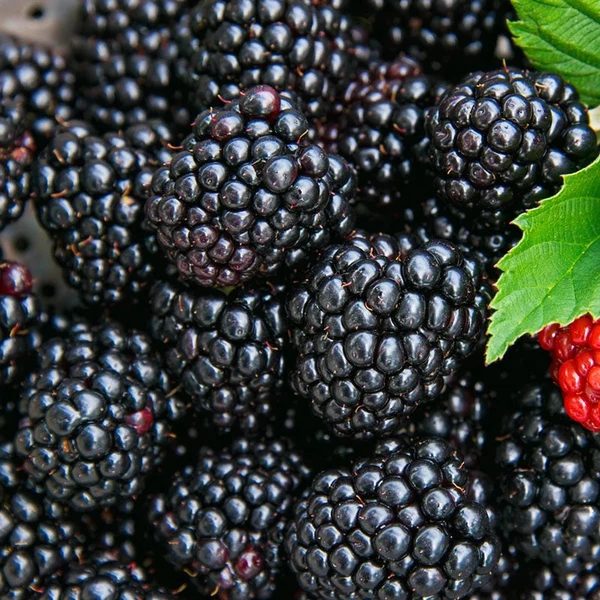 Punnet of fresh Moroccan blackberries