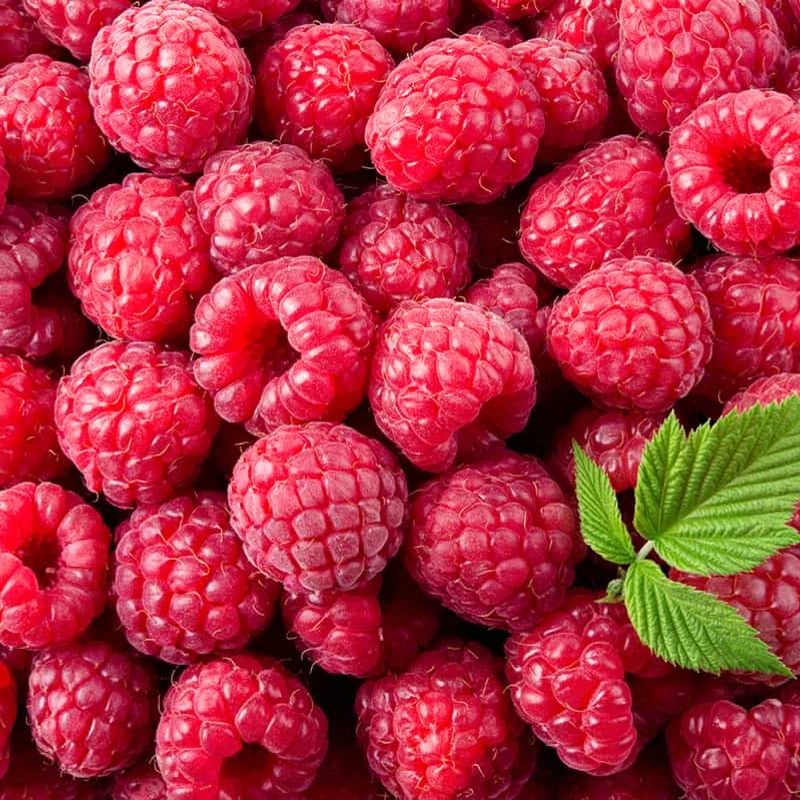 Punnet of fresh Moroccan raspberries