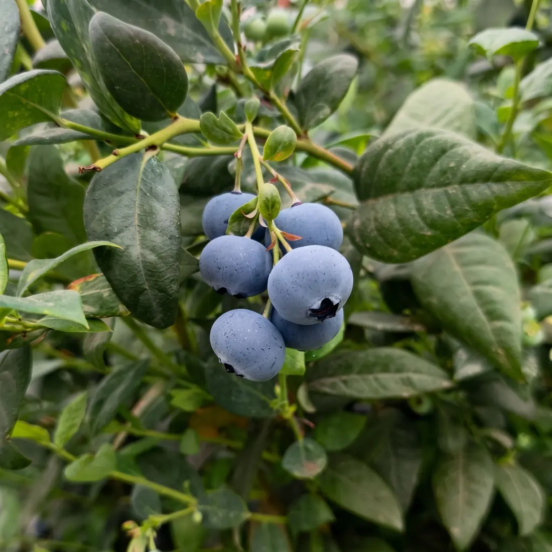Blueberries ripening on the bush