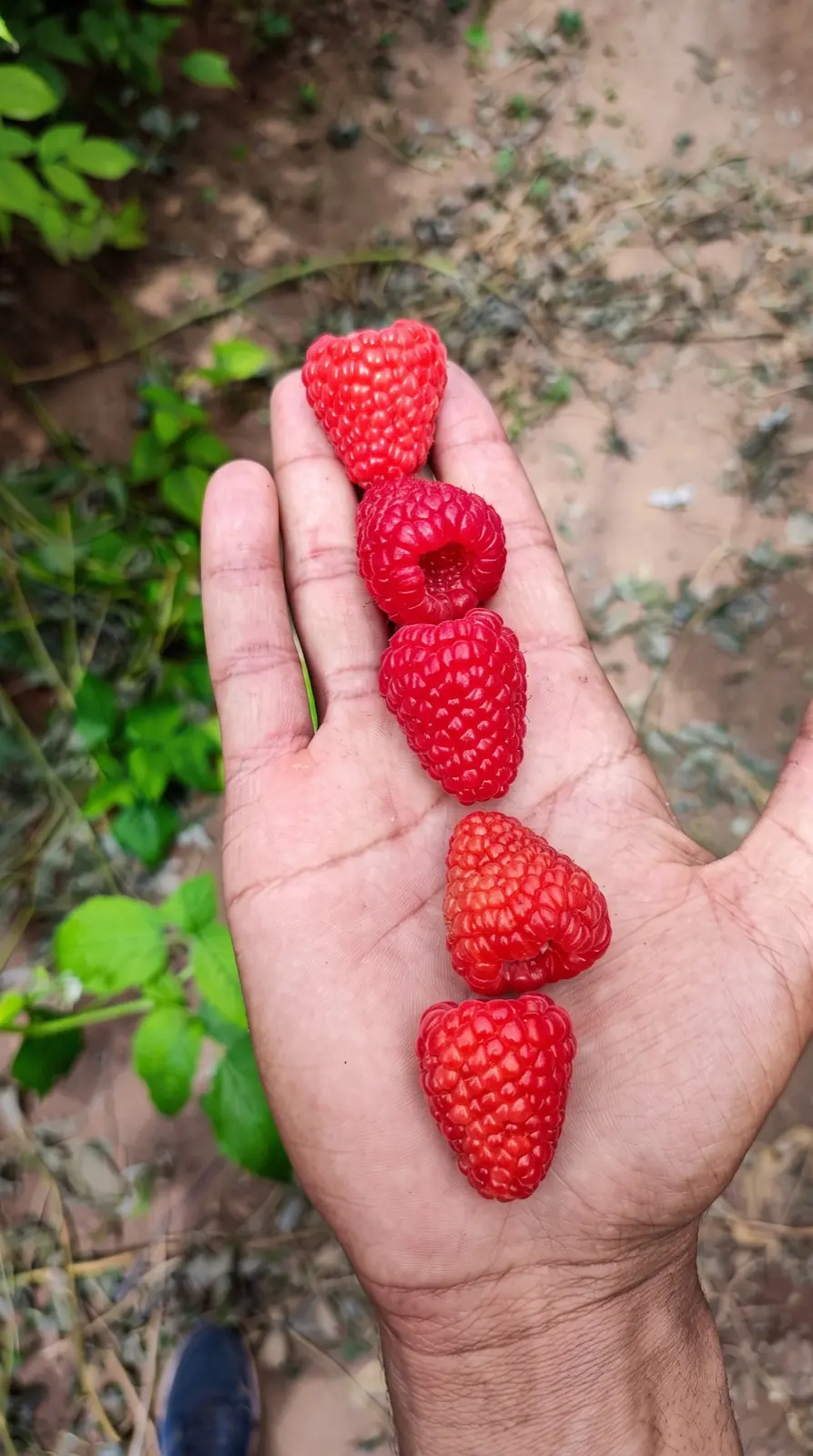 Freshly picked raspberries in hand